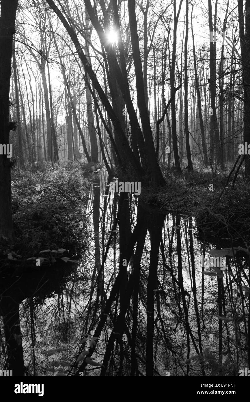 romantisch Wald in schwarz/weiß Stockfoto