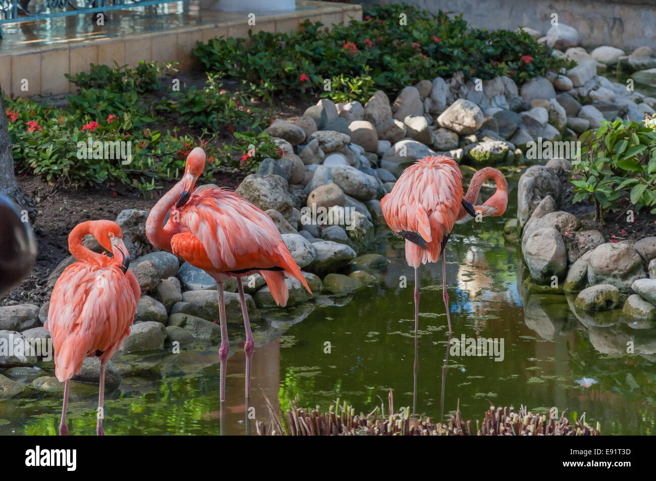 Drei Rosa Flamingos in einem Resort kostenlos Stockfoto