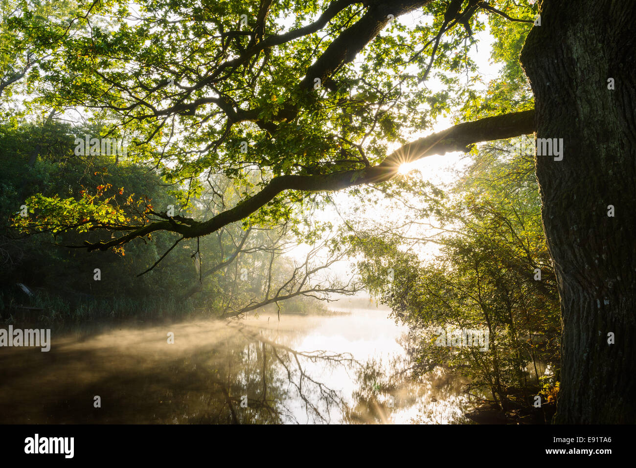 Sonnenlicht durch die Bäume, die entlang eines ruhigen Flusses spähen Stockfoto