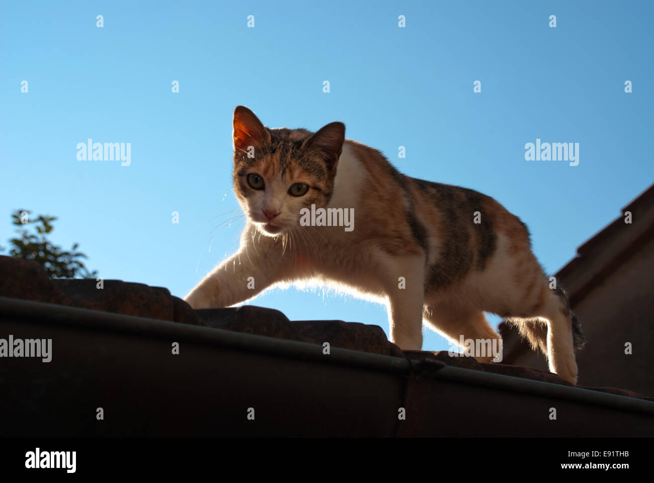 Katze auf der Jagd Stockfoto