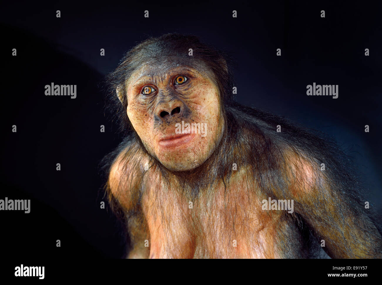 Spanien, Burgos: Porträt eines Hominiden Australopithecus Africanus im Museum der menschlichen Evolution in Burgos Stockfoto