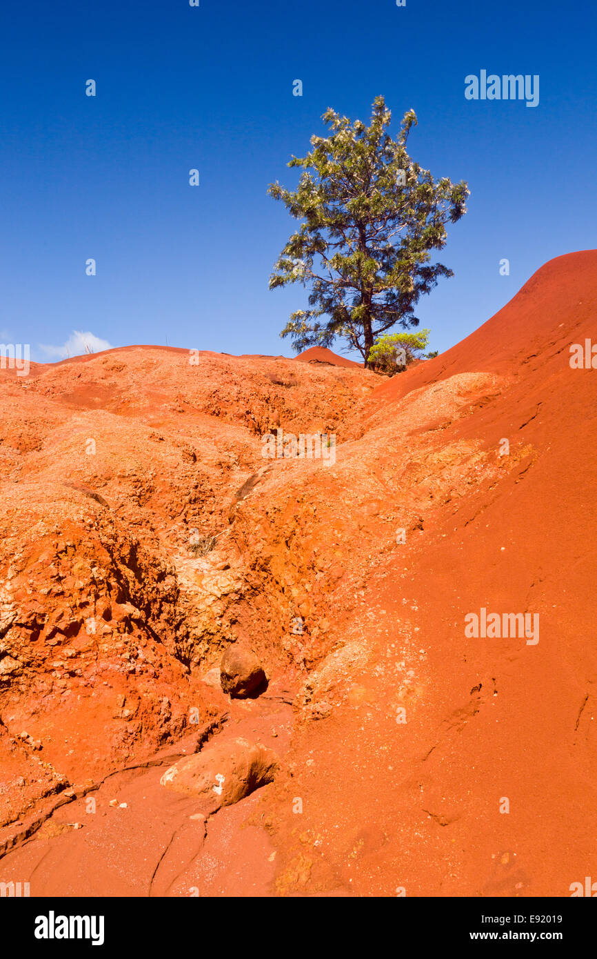 Einzelne Busch in trockenen roten Felsen Stockfoto