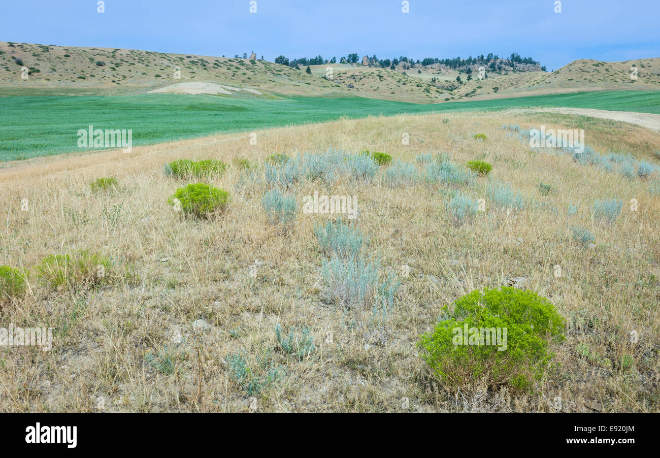 Nutzpflanze, umgeben von trockenen Gestrüpp und Hügel unter einem hellen Himmel in der Nähe von Vermillion, Nebraska, USA. Stockfoto