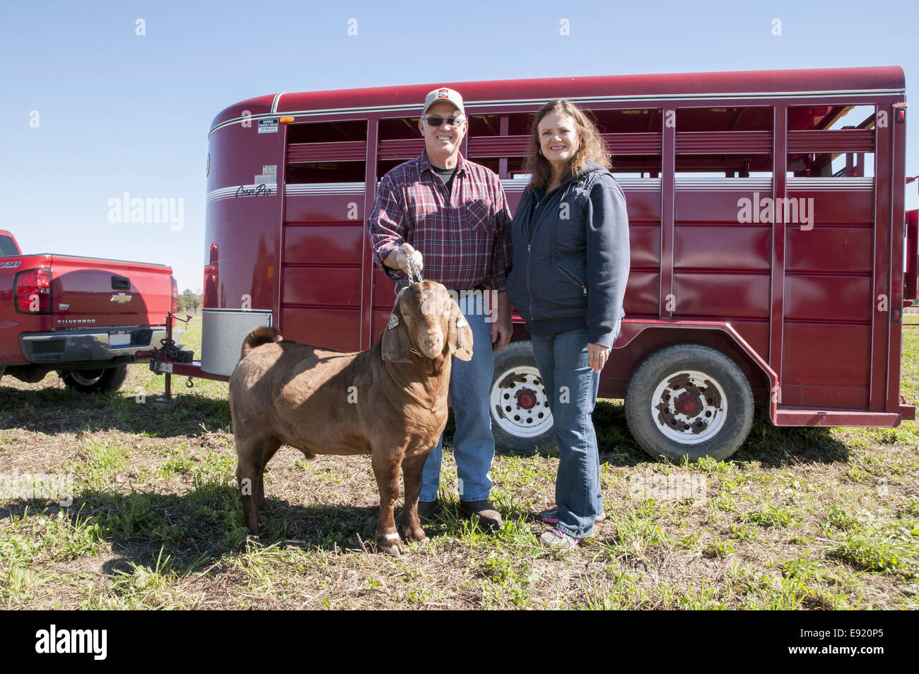 Mann und Frau von LKW und Lager Anhänger mit Boer Ziegenbock Stockfoto