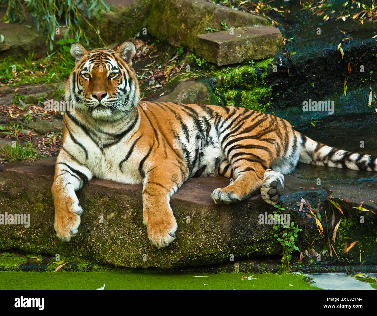 Sibirischer Tiger (Panthera Tigris Altaica) Stockfoto