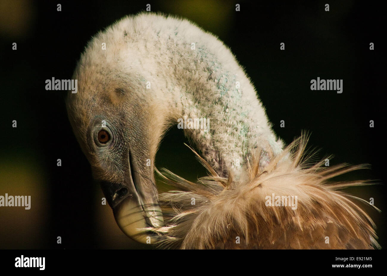 Gänsegeier (abgeschottet Fulvus) Stockfoto