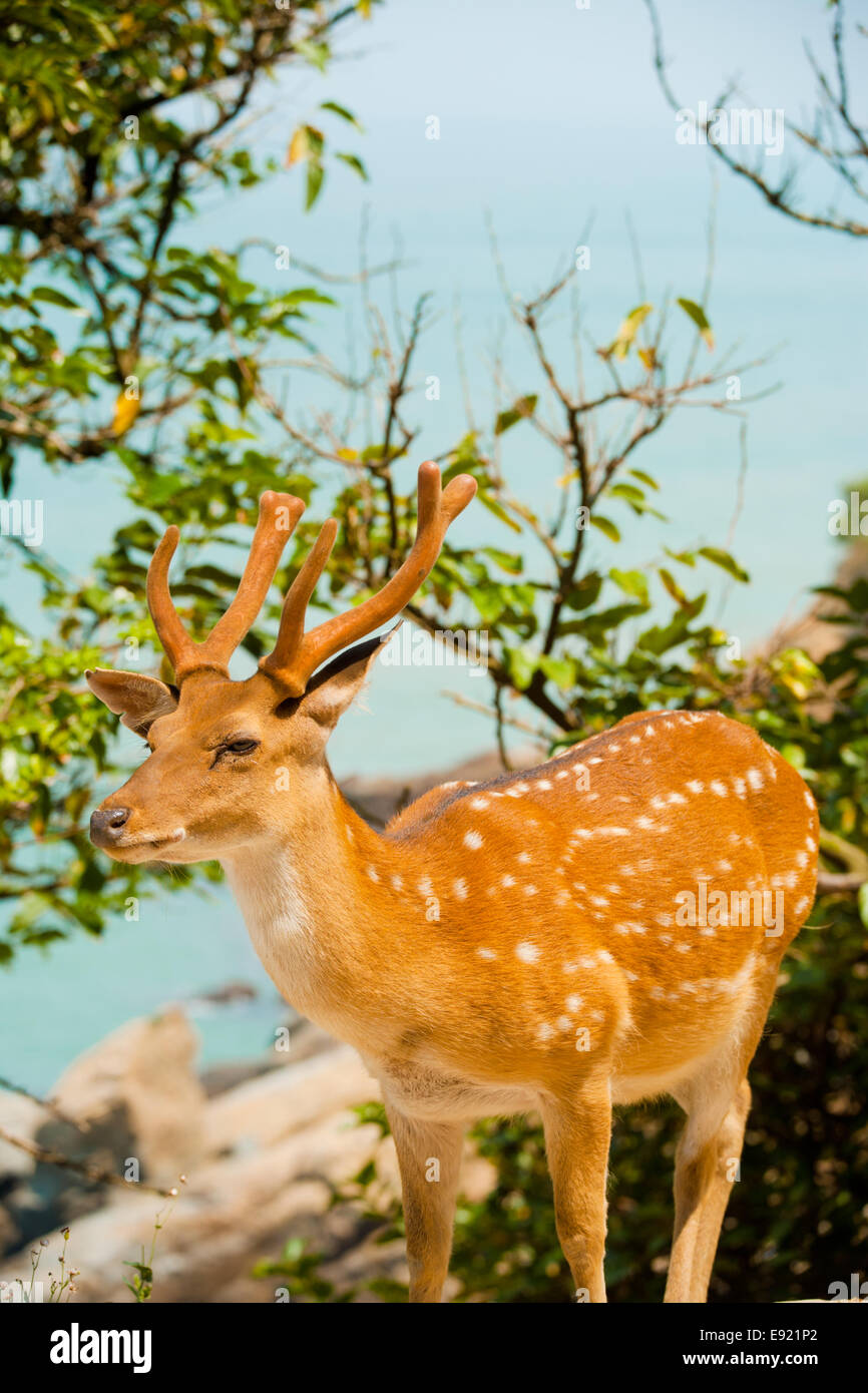 Formosische Sika Hirsche Ozean Stockfoto