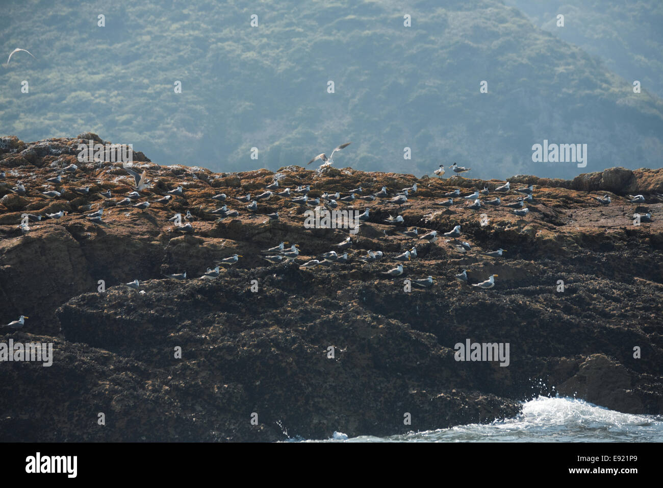 Matsu Chinesischer Schopfhund Tern Paarung Boden Stockfoto