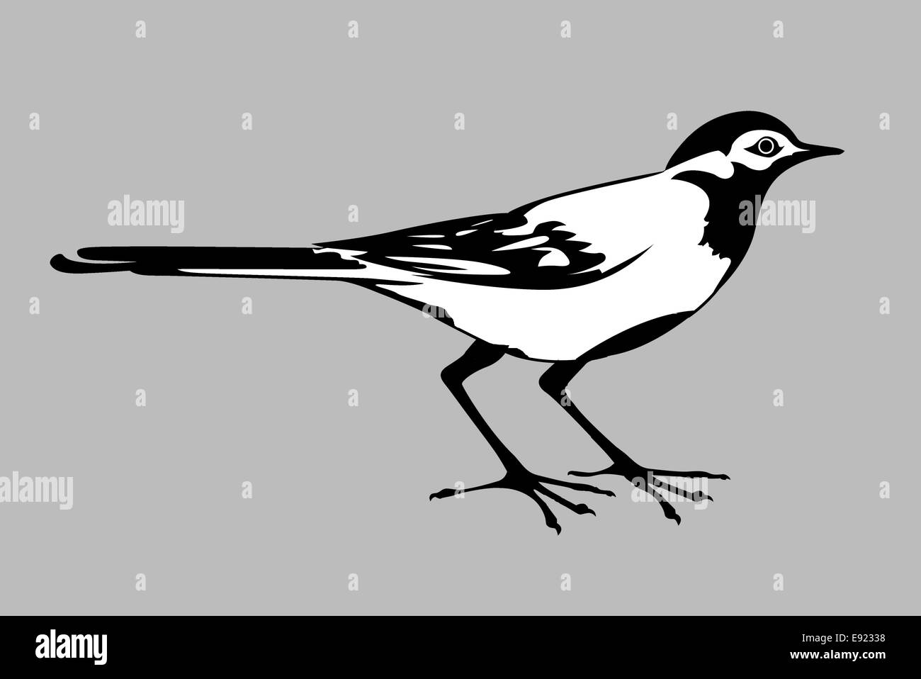 Bachstelze Silhouette auf grauem Hintergrund Stockfoto