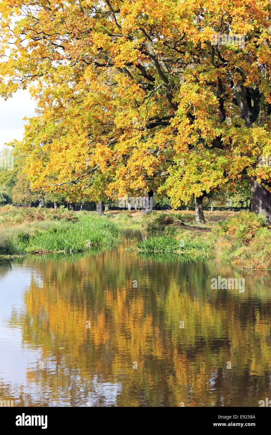 Bushy Park, SW-London, UK. 17. Oktober 2014. Die goldenen Farben dieser herrlichen Eiche spiegeln sich in den Longford-Fluss, der durch den Park fließt. Bildnachweis: Julia Gavin UK/Alamy Live-Nachrichten Stockfoto