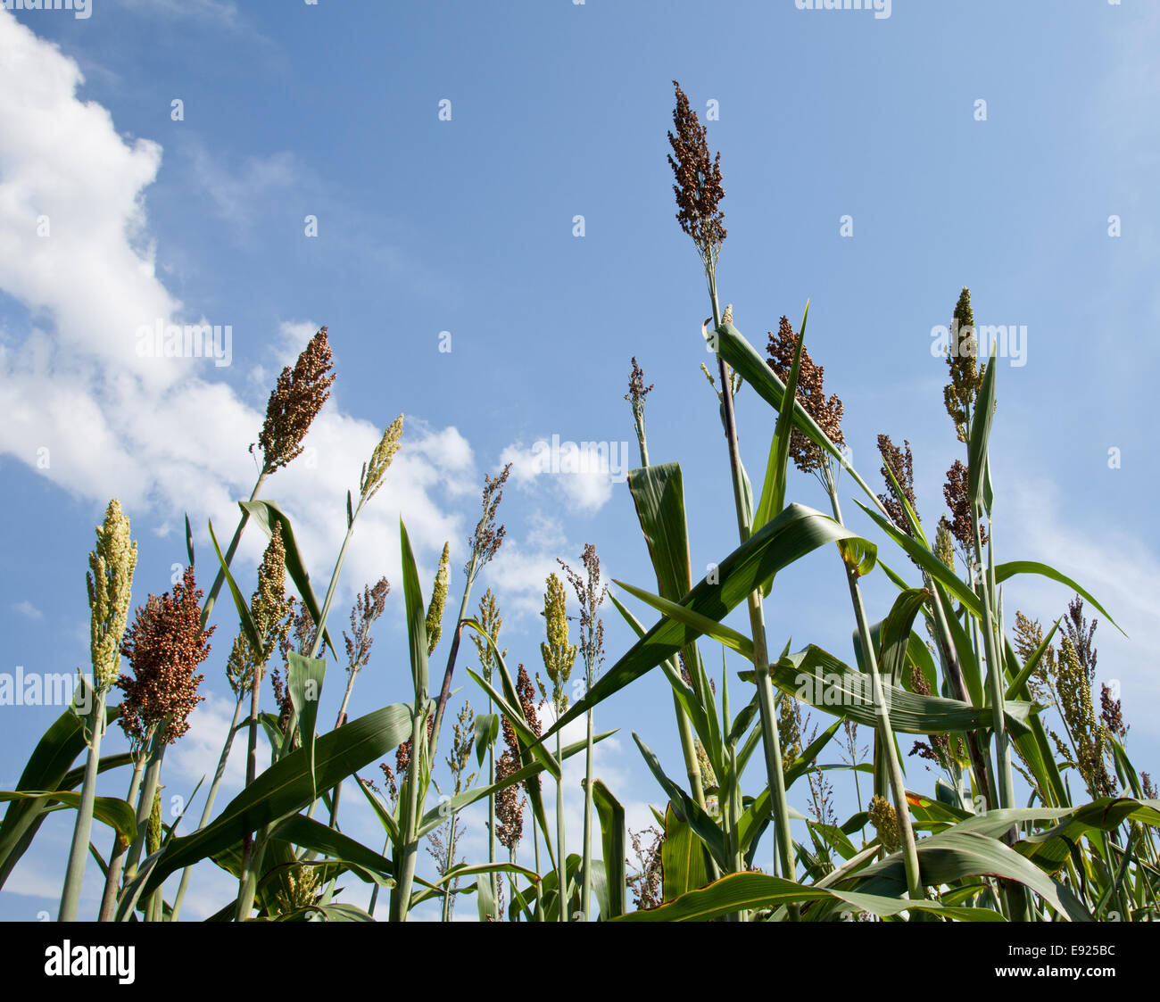 Sorghum-Pflanzen für Ethanol und Benzin Stockfoto