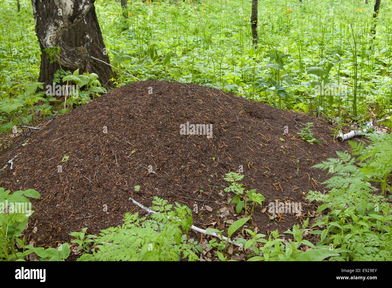 Ameisenhaufen Stockfoto
