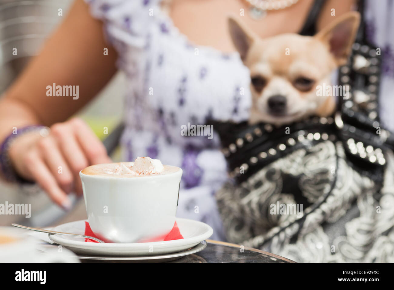 mit einem Schoßhund in einem Straßencafé Stockfoto