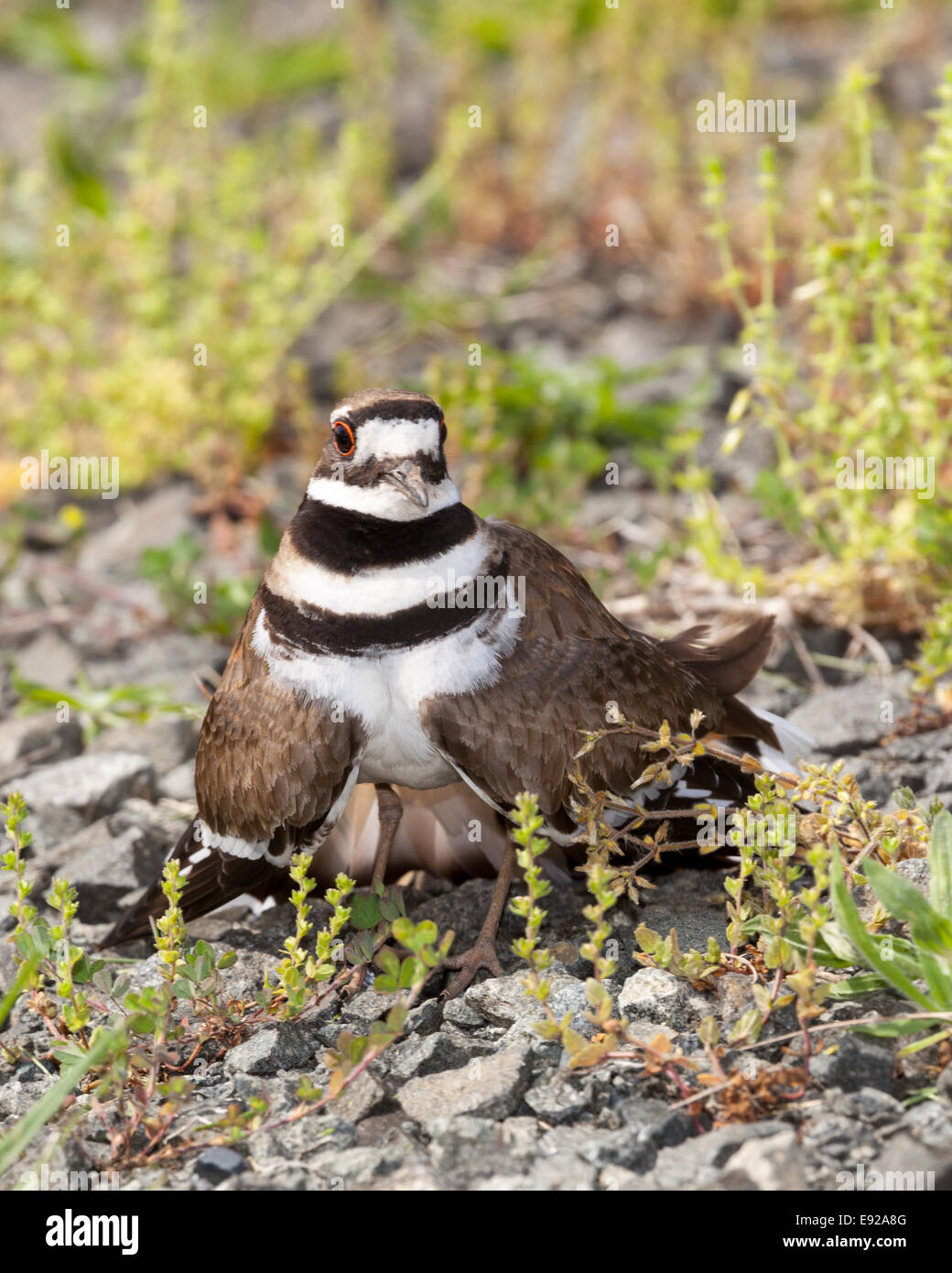 Killdeer Vogel sein Nest zu verteidigen Stockfoto