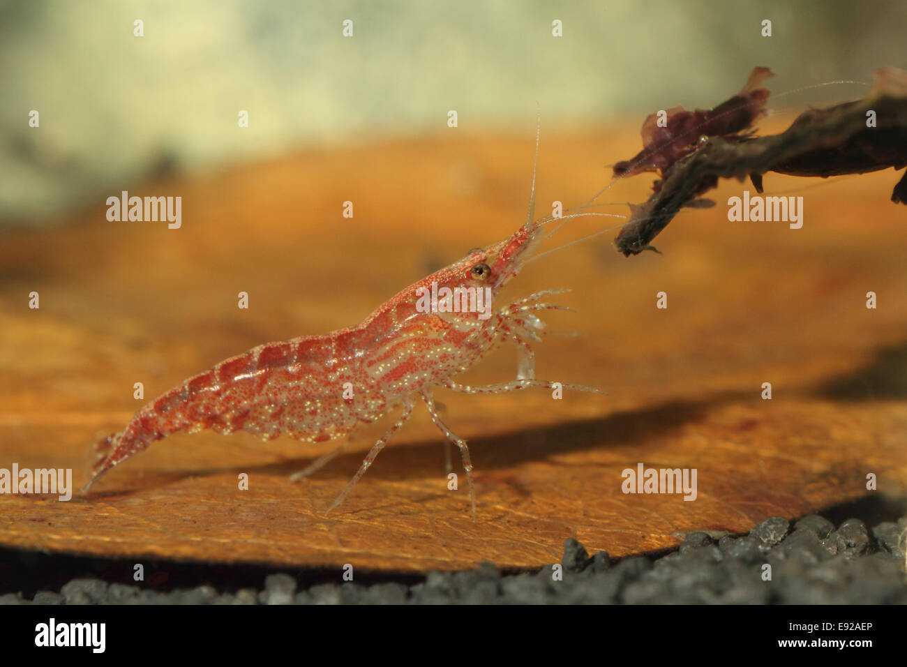 Neocaridina heteropoda var rot Fotos und Bildmaterial in hoher