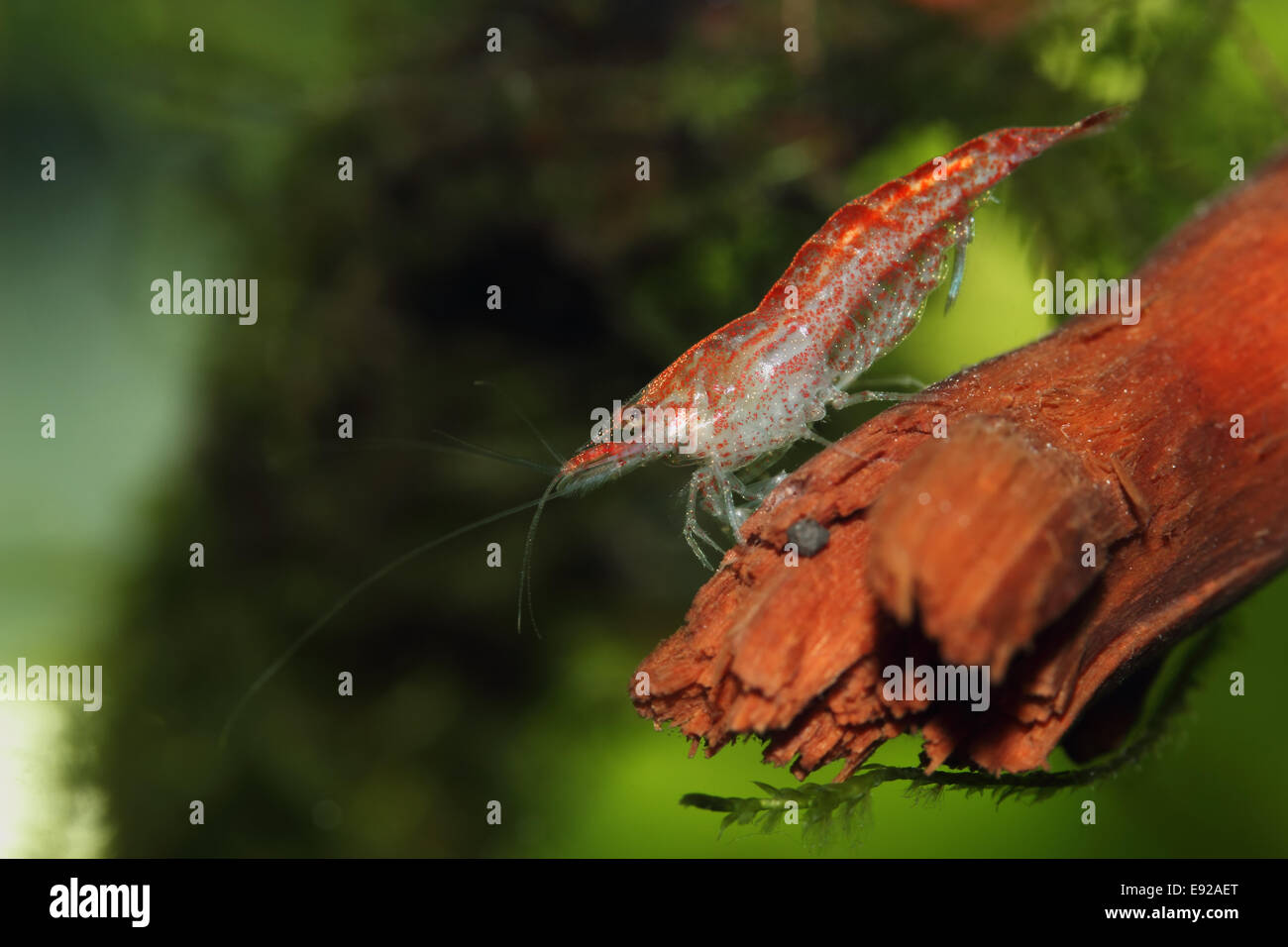 Neocaridina Heteropoda var "rot". Stockfoto