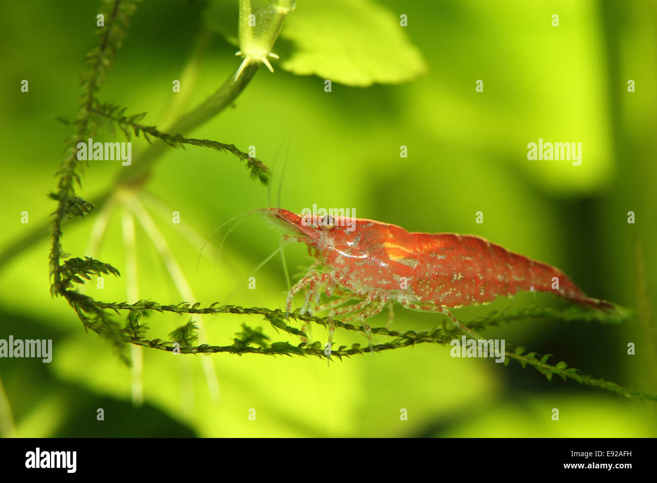 Neocaridina Heteropoda var "rot". Stockfoto