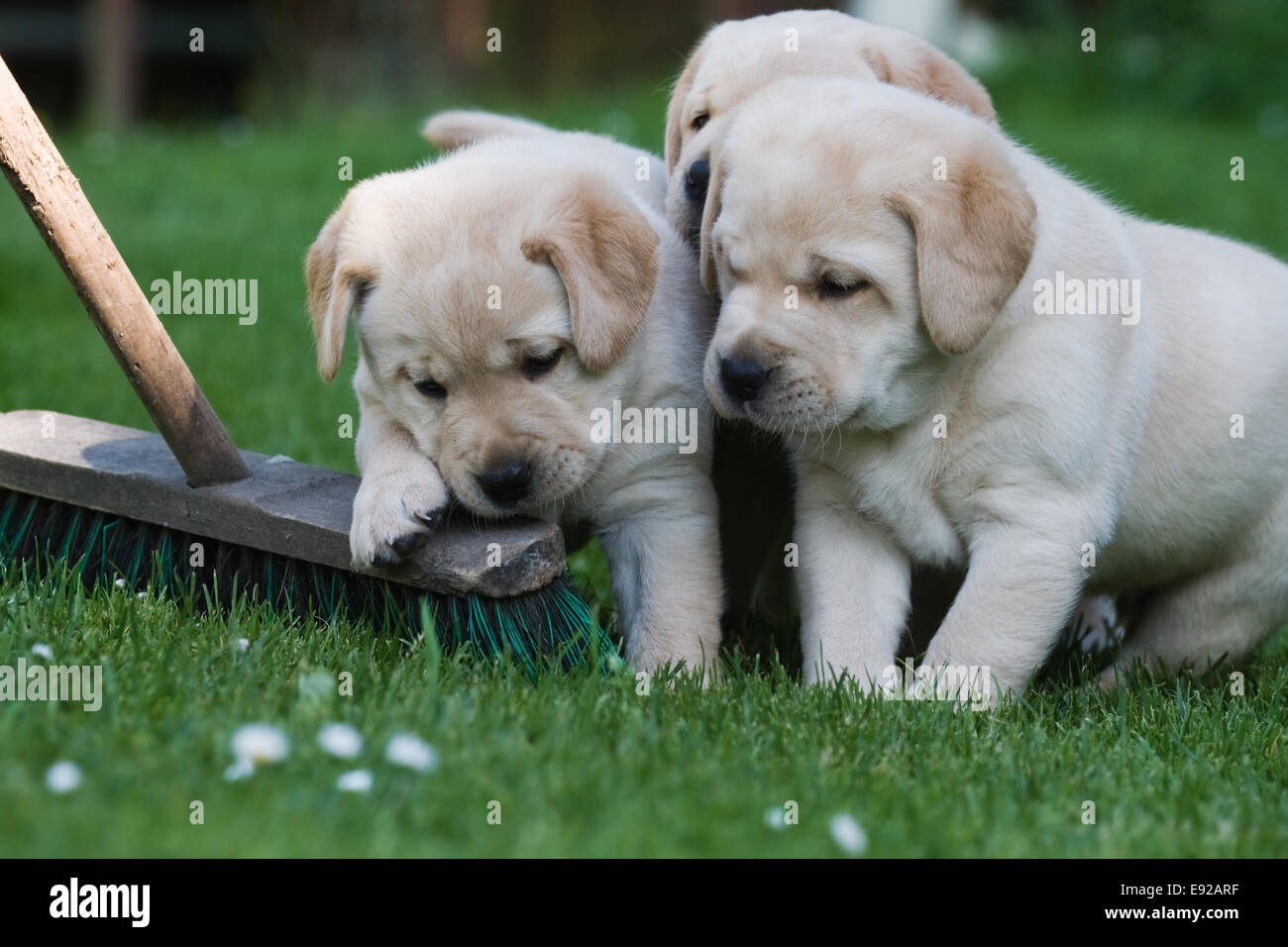 Welpen im gras Fotos und Bildmaterial in hoher Auflösung Alamy