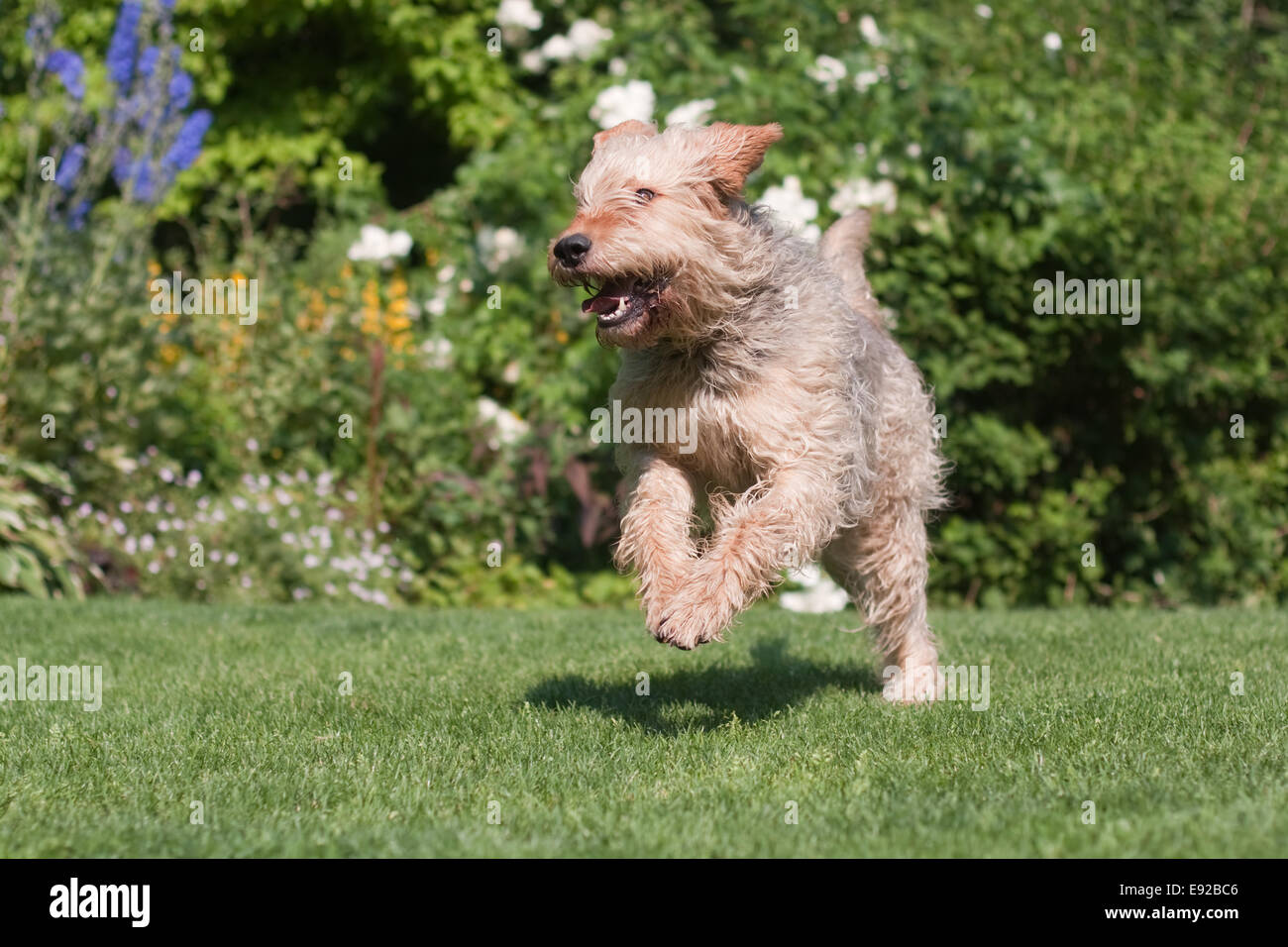 Otterhund läuft im Garten Stockfoto