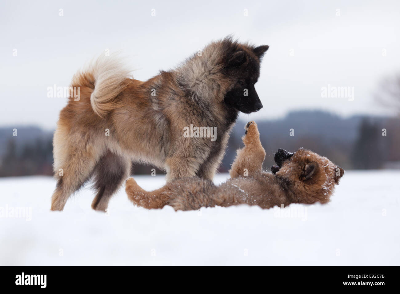 Eurasische Hunde-Mutter und Kind im Schnee Stockfoto