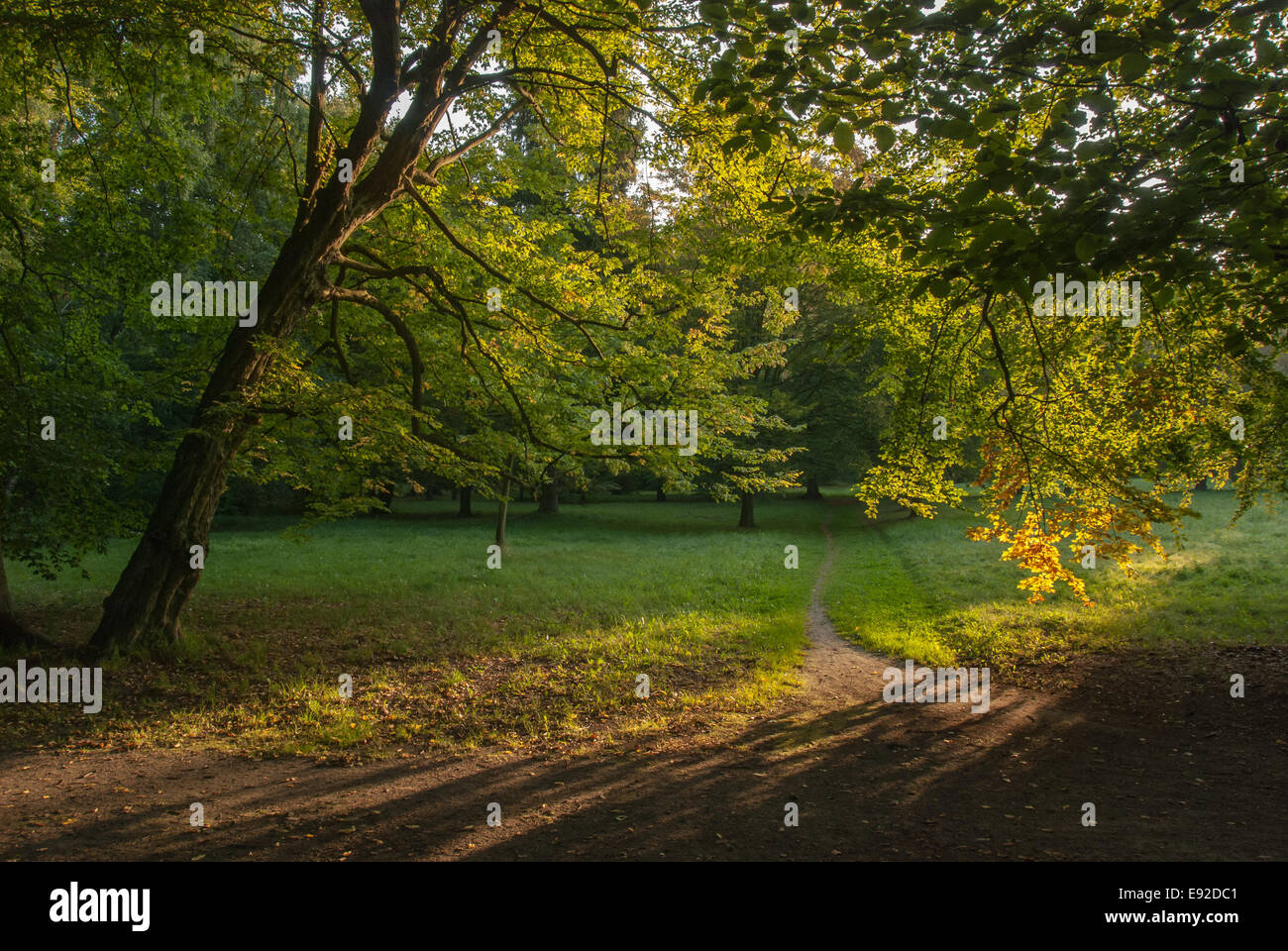 Schloss-Park-Buch im Herbst Stockfoto