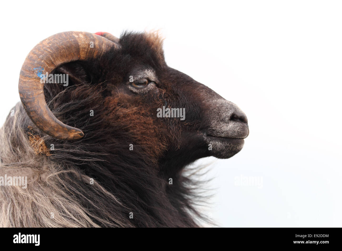 Schafe Stockfoto