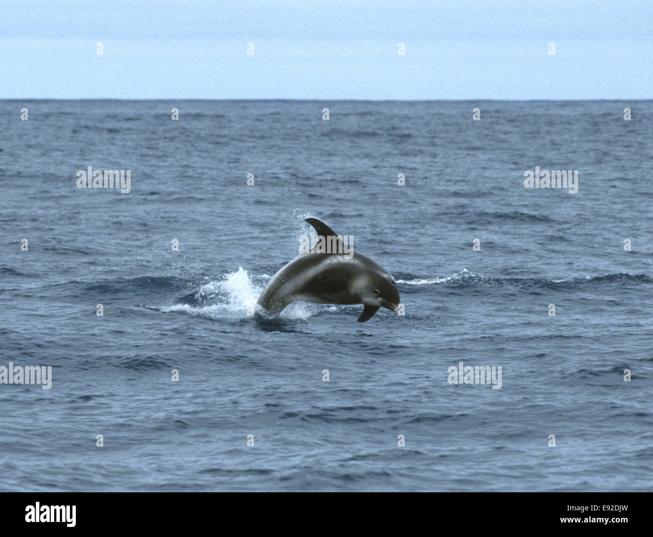 Weißen Schnabel Delphin - Lagenorhynchus Albirostris Delphinidae Stockfoto