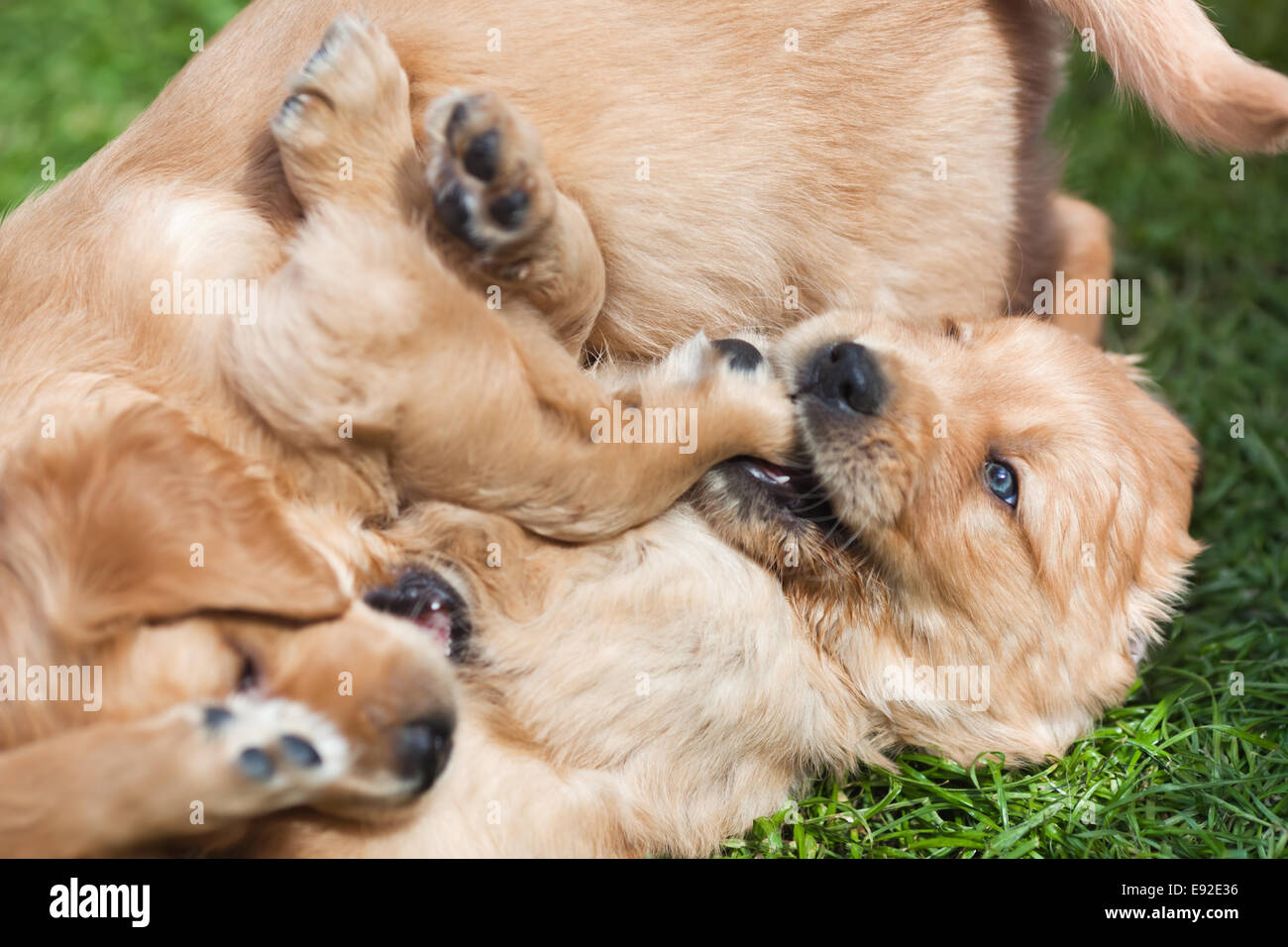 zwei Golden Retriever Welpen Stockfoto