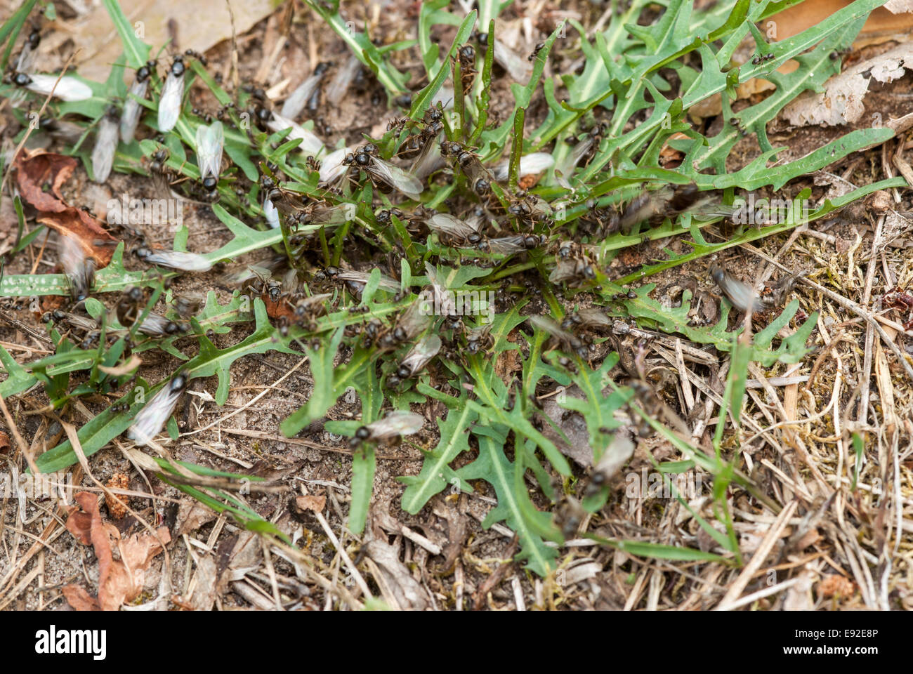 Ameisen mit Flügeln Stockfoto