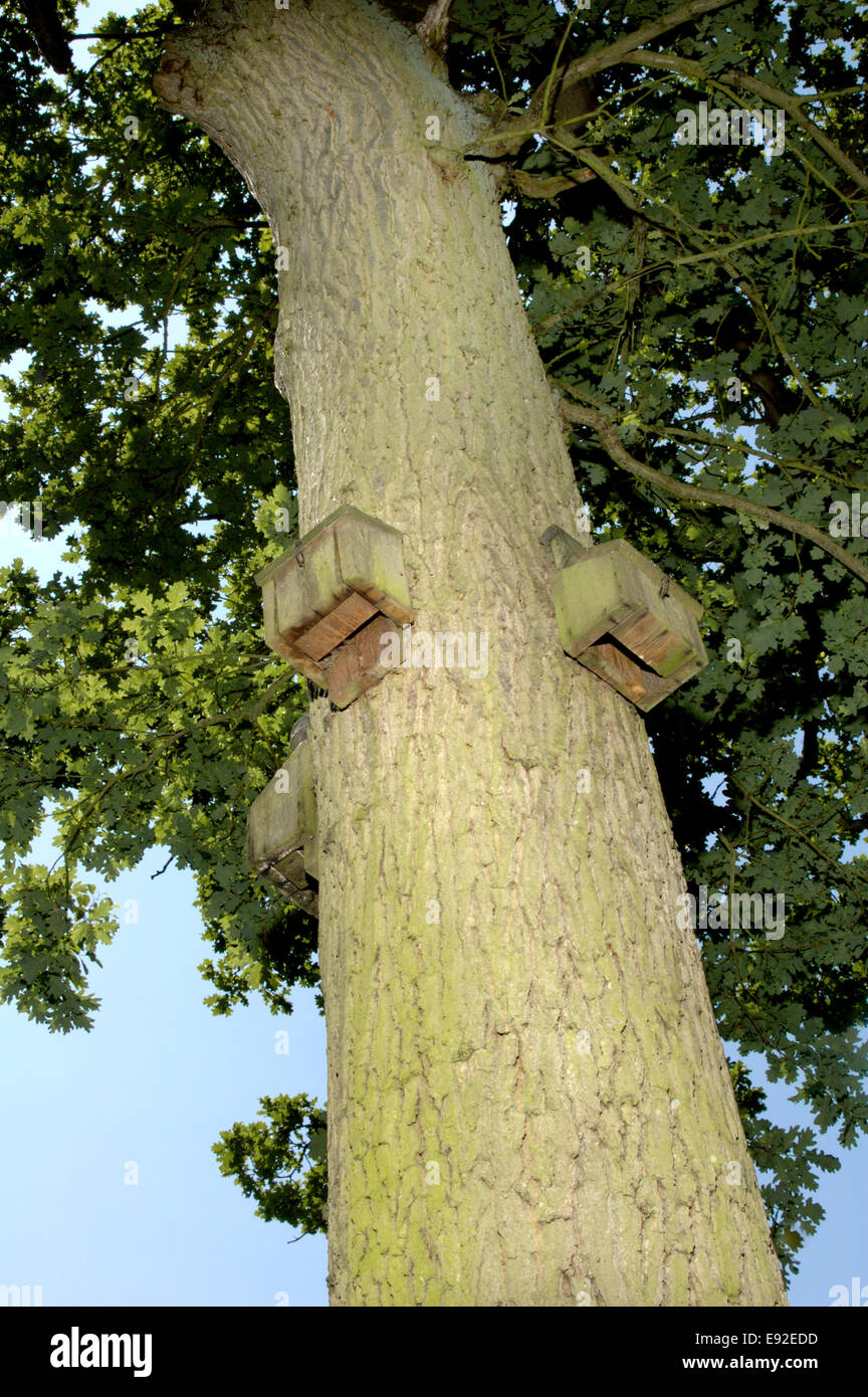Fledermauskästen Stockfoto