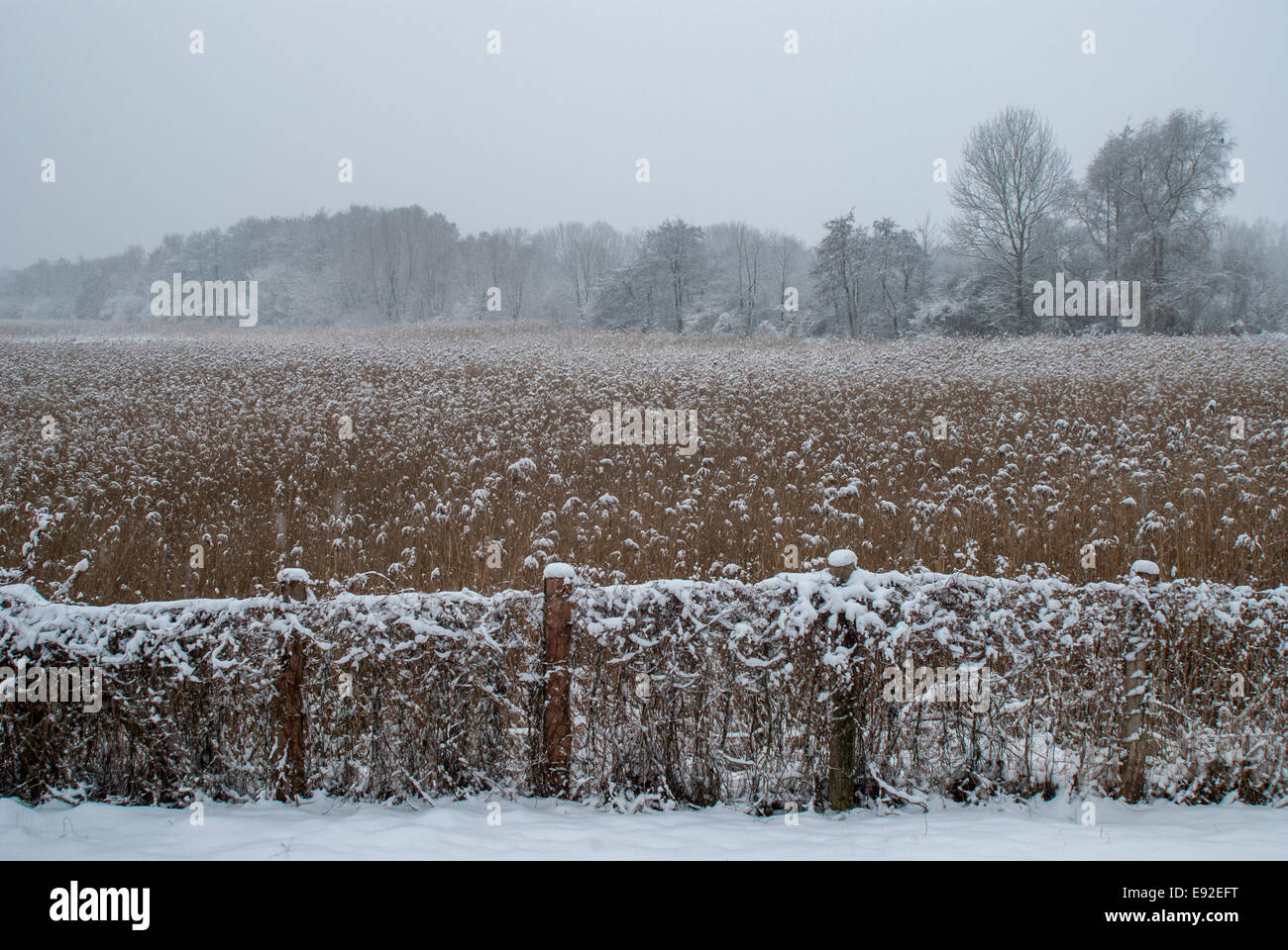 Teich in einem Naturschutzgebiet Karow Teiche Stockfoto
