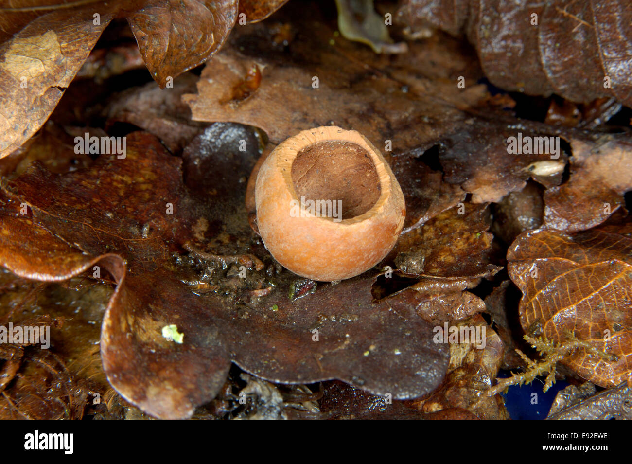 Rötelmaus angeknabberte Nuss - Clethrionomys glareolus Stockfoto