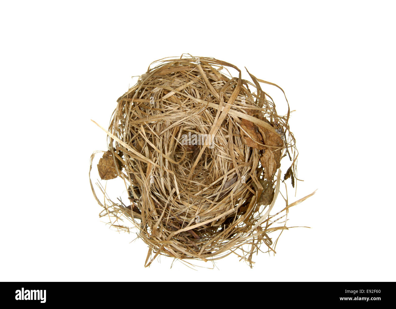 Hazel Dormouse Nest - Muscardinus avellanarius Stockfoto