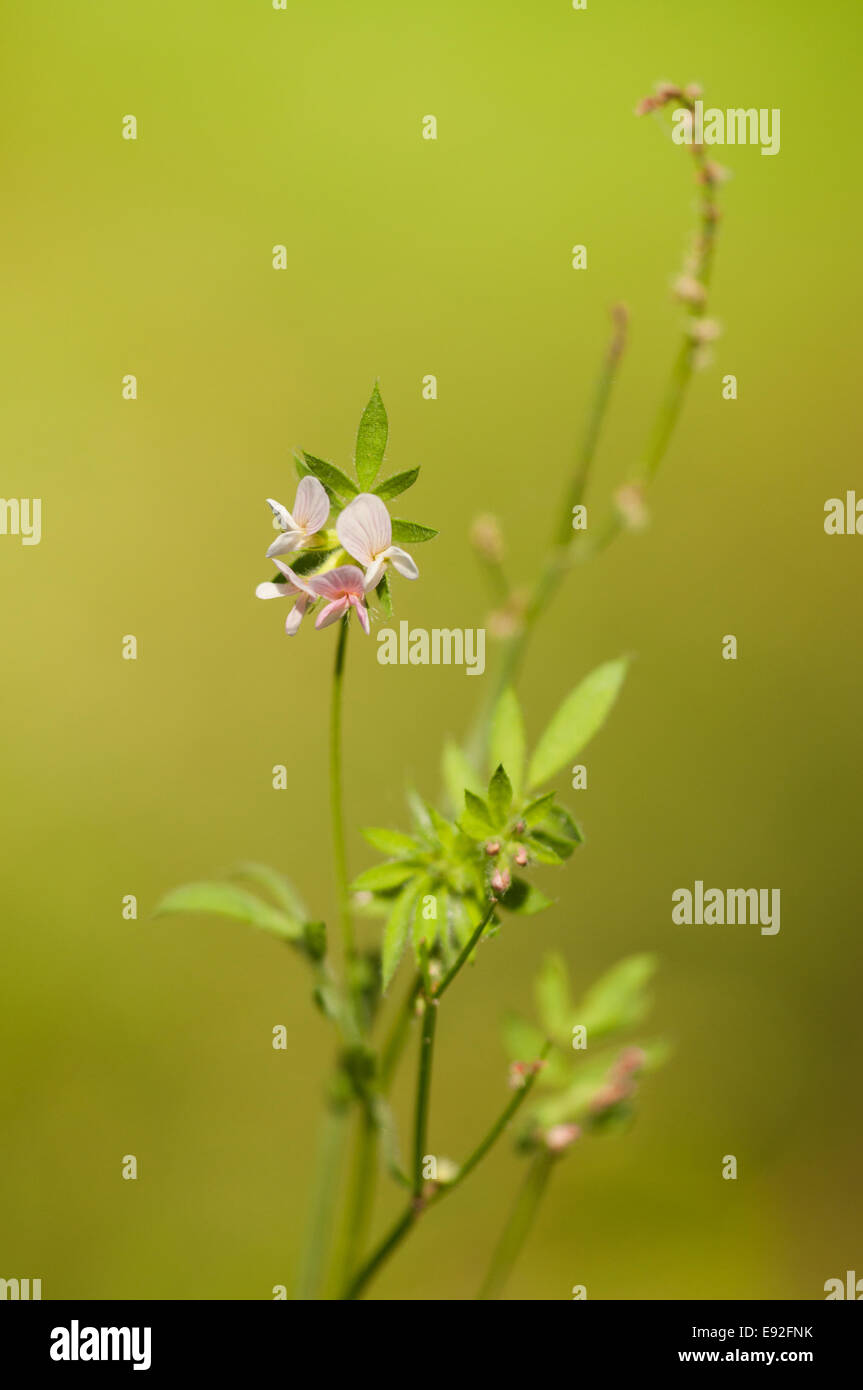 Der-Vogelfuß (Ornithopus Perpusillus) Stockfoto