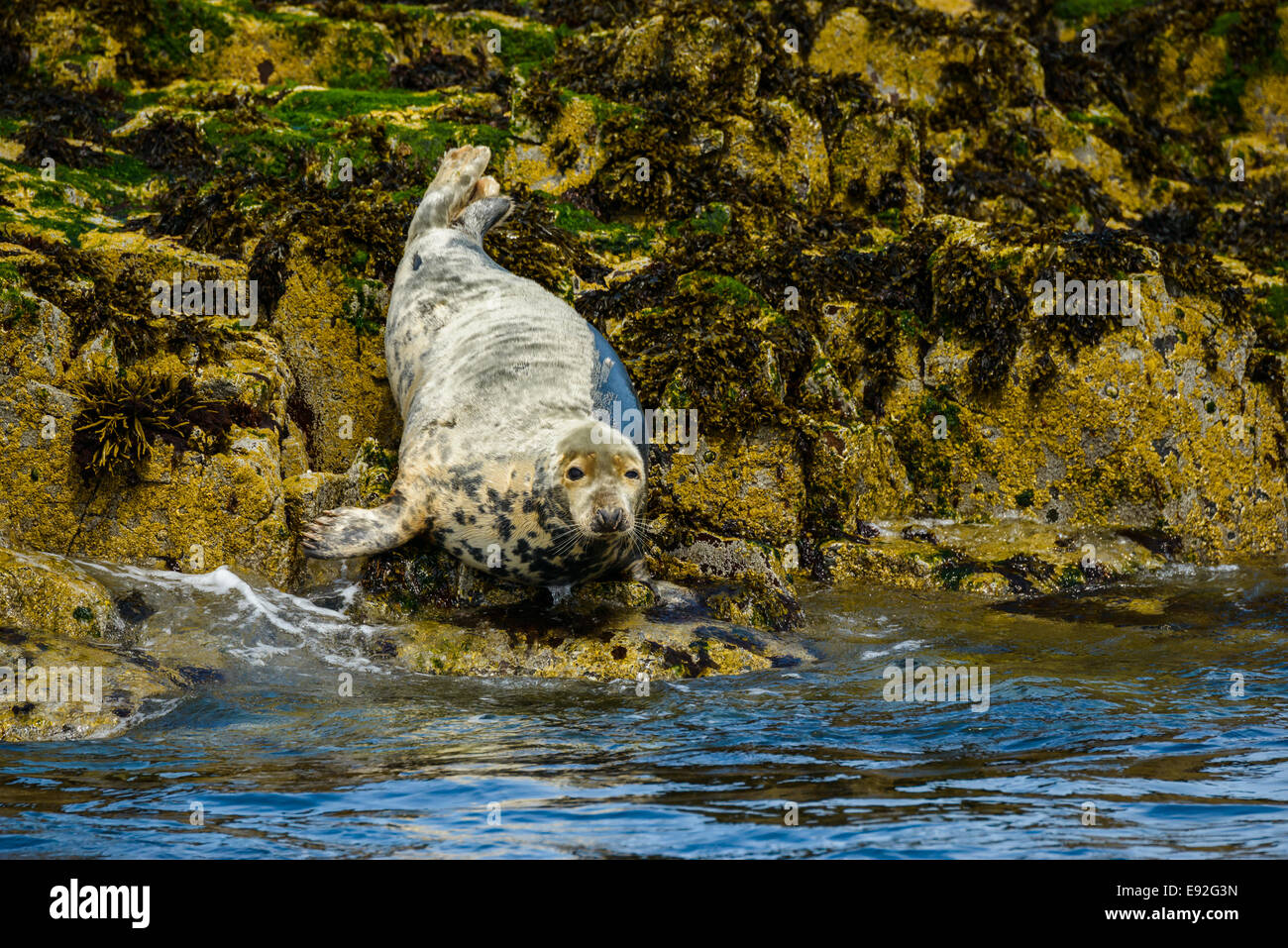 Ein Junge, Häutung Mauser Atlantic grau Dichtung grau (Halichoerus Grypus) auf Felsen am Ufer, sieht in die Kamera. Stockfoto