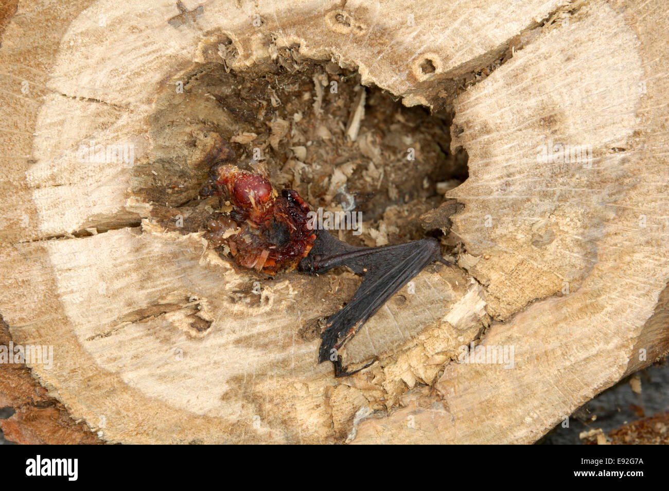 Daubenton der Fledermaus von Kettensägen - Myotis Daubentonii getötet Stockfoto
