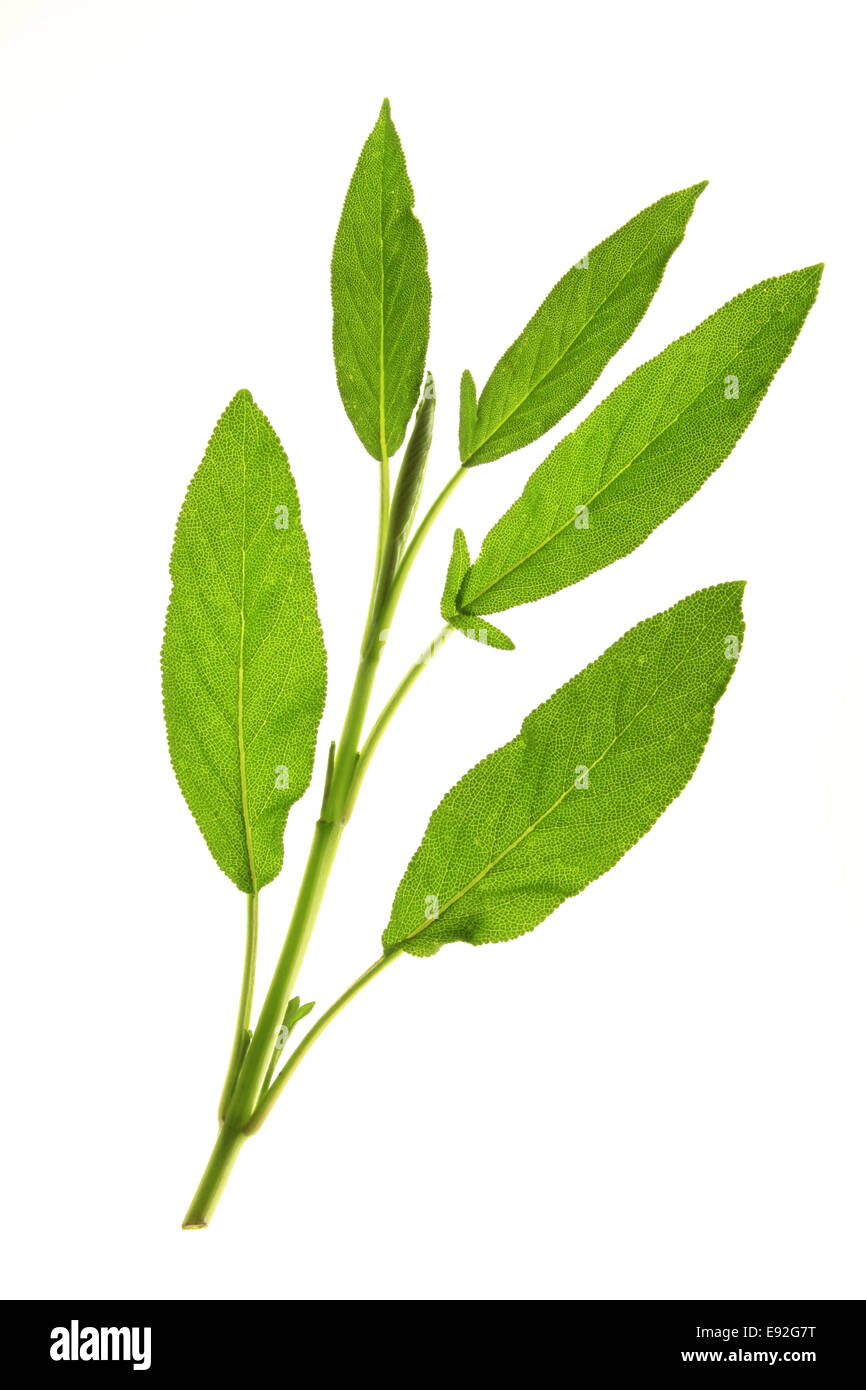 Salbei - Salvia officinalis Stockfoto