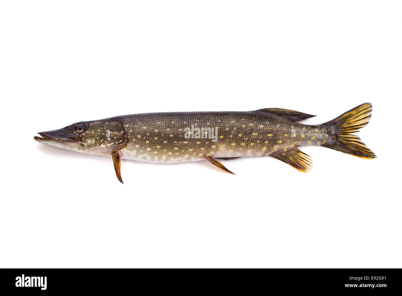 Hecht Stockfoto