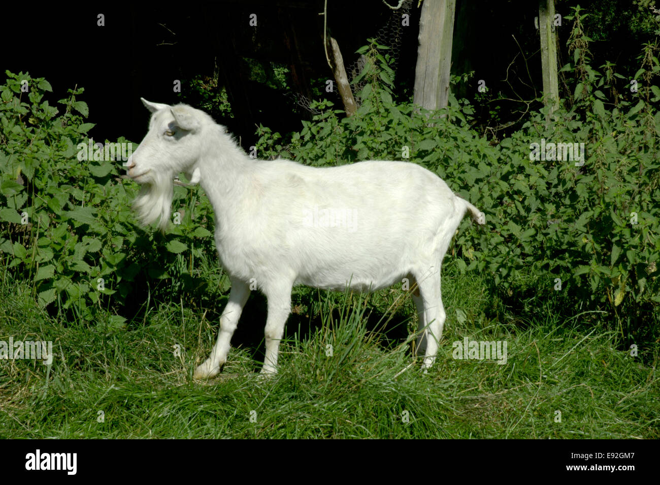 Britische Saanen Ziege - Capra nircus Stockfoto