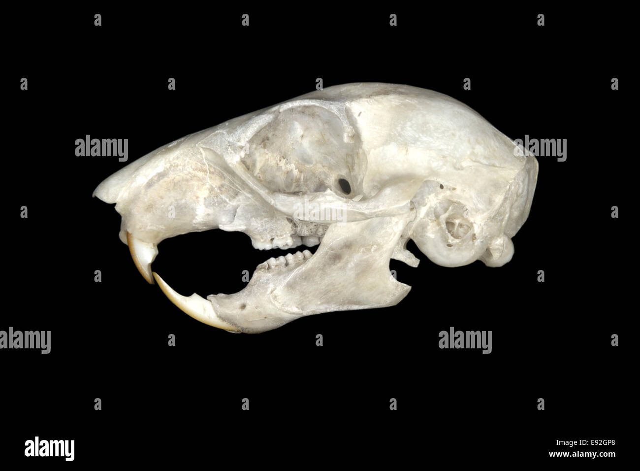 Graue Eichhörnchen Totenkopf - Sciurus carolinensis Stockfoto