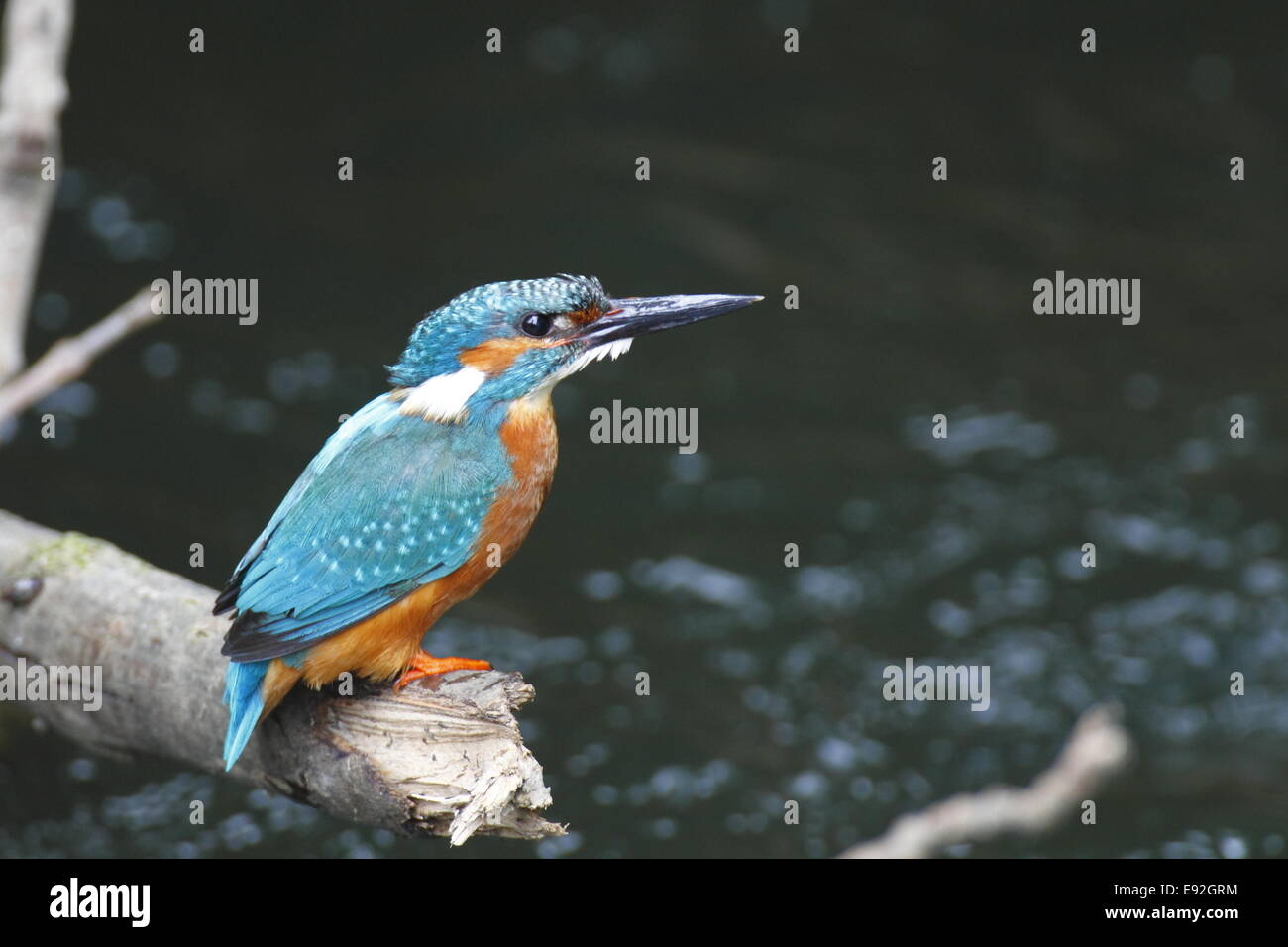 Eurasische Kingfisher Stockfoto