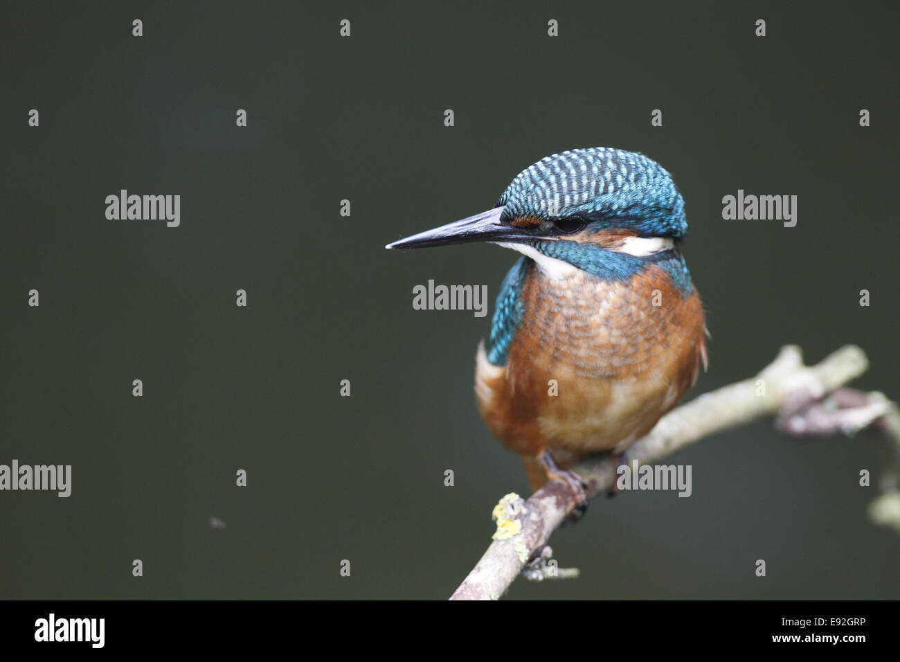 Eurasische Kingfisher Stockfoto
