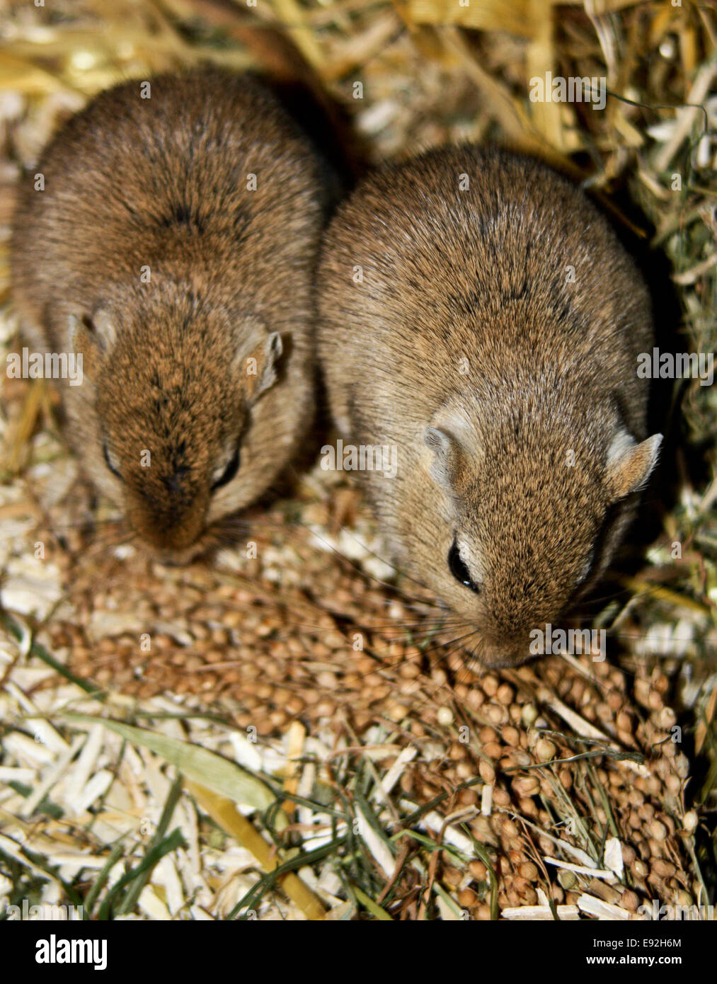 Mongolische Rennmäuse (Meriones) Stockfoto