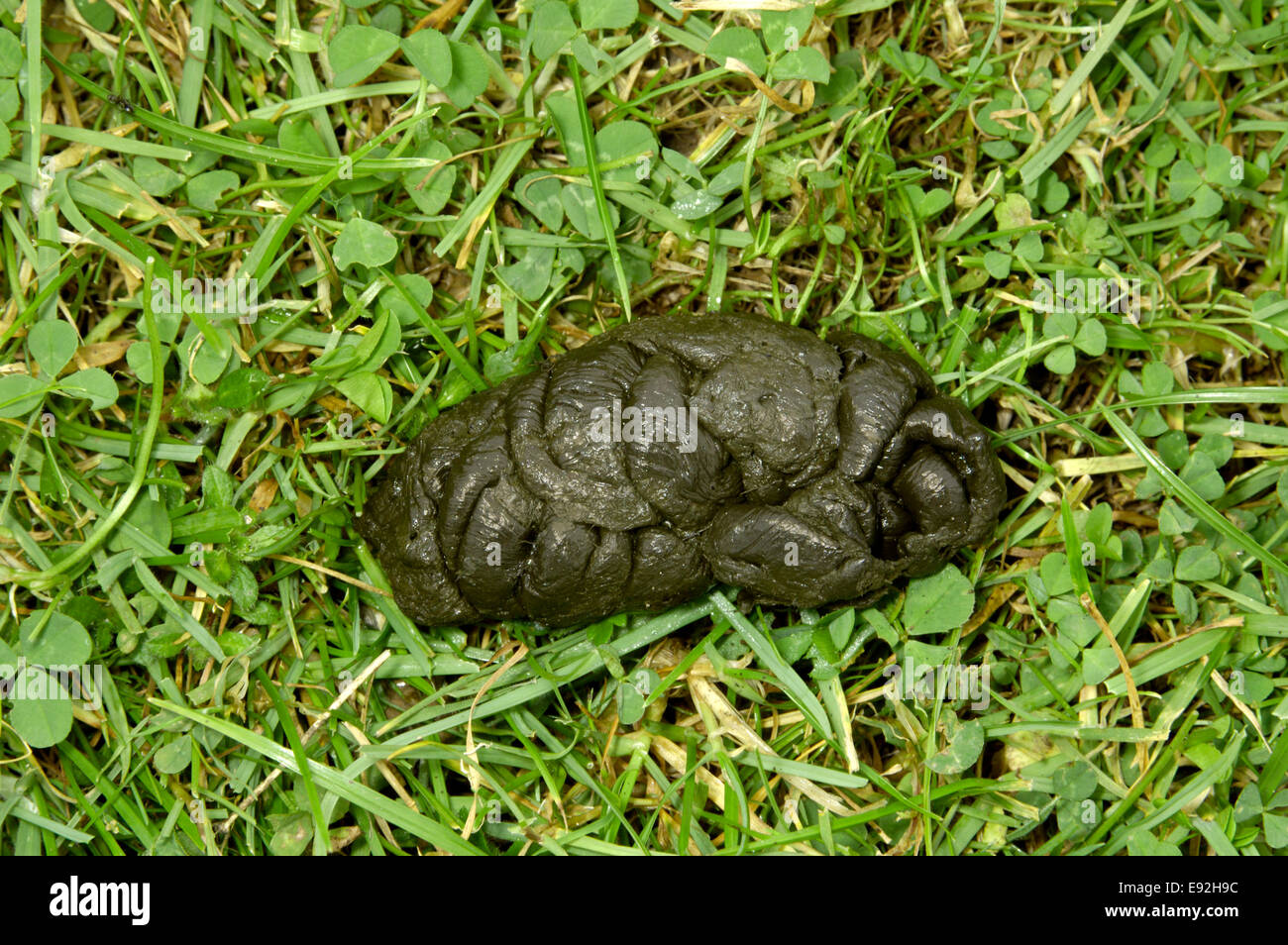 Schafe Kot Ovis aries Stockfotografie Alamy
