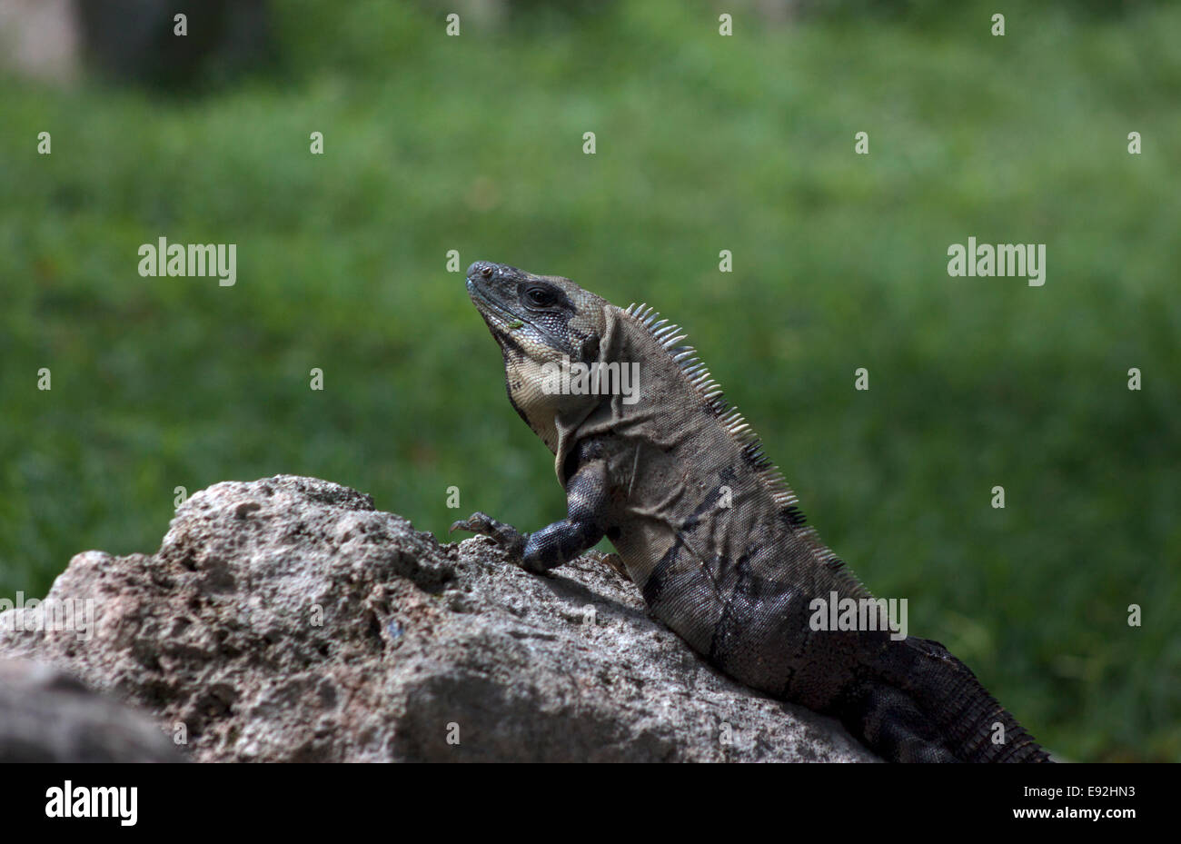 Ein Leguan sonnt sich in der Maya-Stadt Uxmal, Halbinsel Yucatan, Mexiko, 8. August 2014. Stockfoto