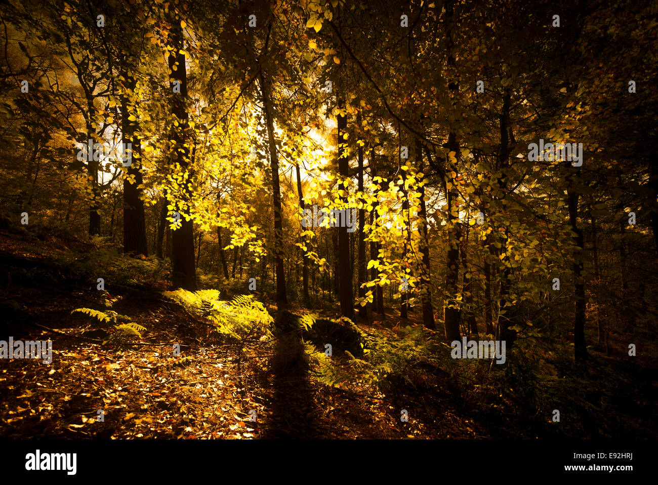 Herbstliche Farbtöne im Frühholz, Whalley, Lancashire, UK. Stockfoto