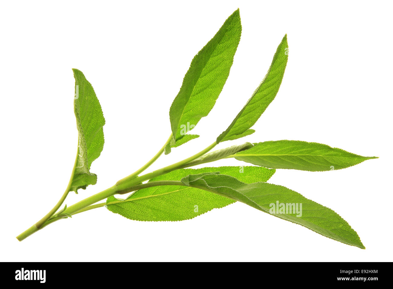 Salbei - Salvia officinalis Stockfoto