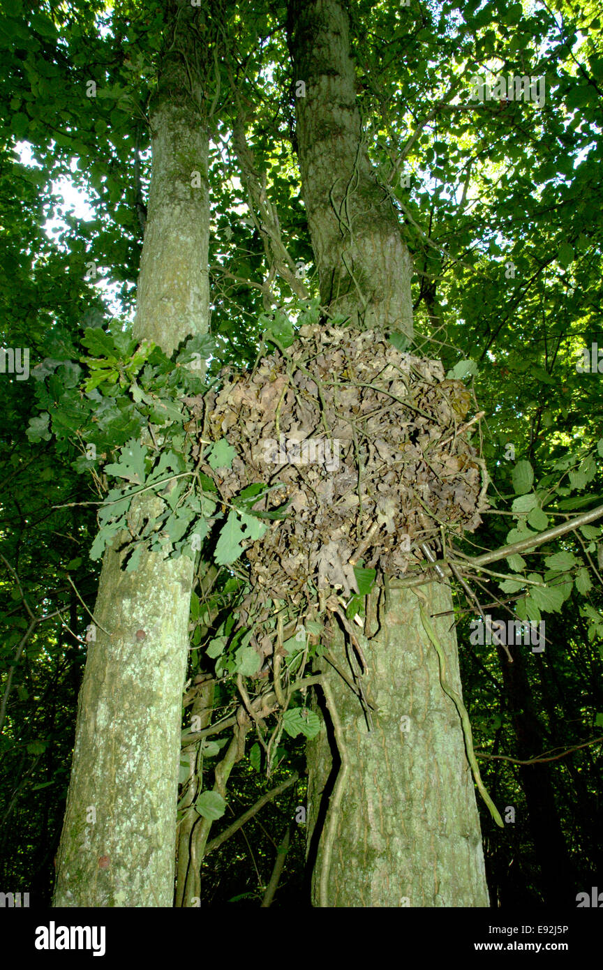 Graue Eichhörnchen Drey - Sciurus carolinensis Stockfoto