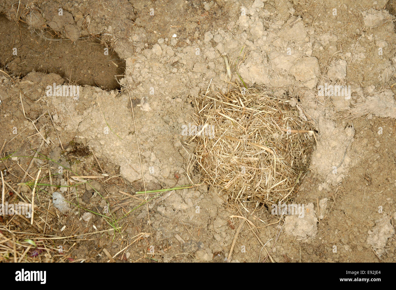 Kurzschwanz-Wühlmaus (Feld Wühlmaus) Nest - Microtus agrestis Stockfoto