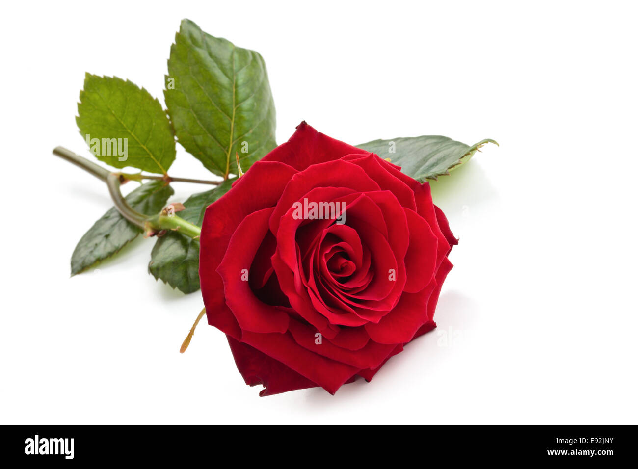 Rote Rose isoliert auf weißem Hintergrund. Stockfoto
